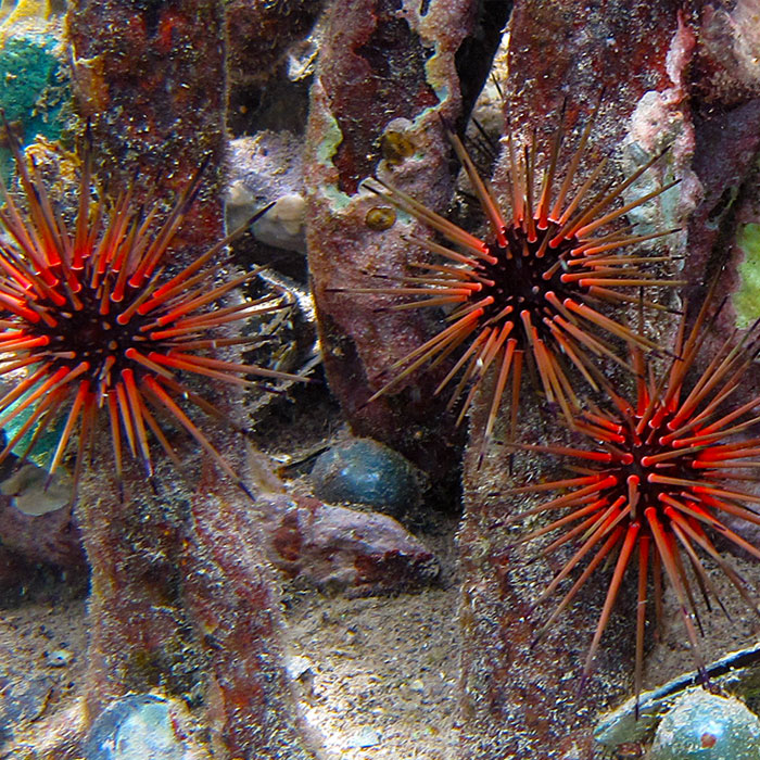 spikey sea urchins in the ocean