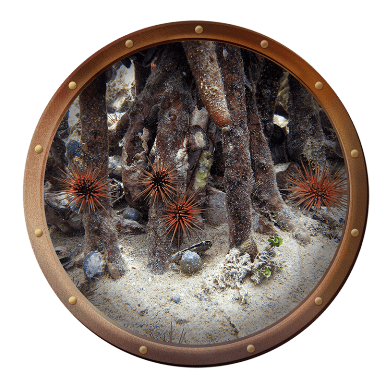 reef urchin