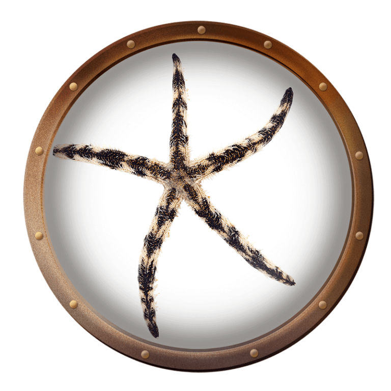 banded sea star