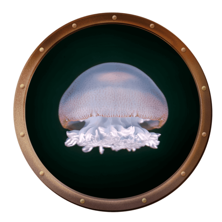 photo of a cannonball jellyfish in the ocean