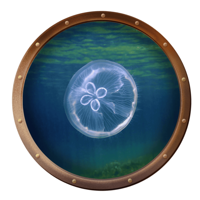 photo of a moon jellyfish in the ocean