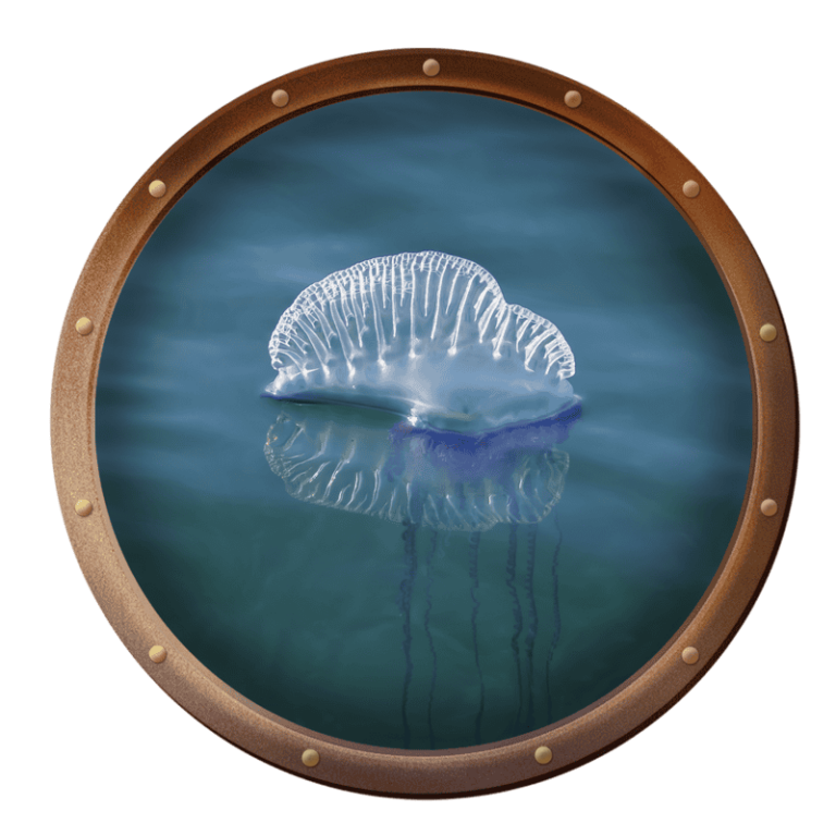 photo of a man of war jellyfish in the ocean