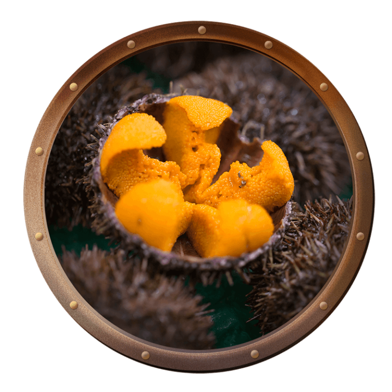 the inside of a sea urchin