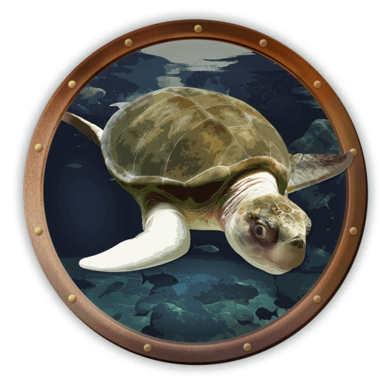 lola the sea turtle