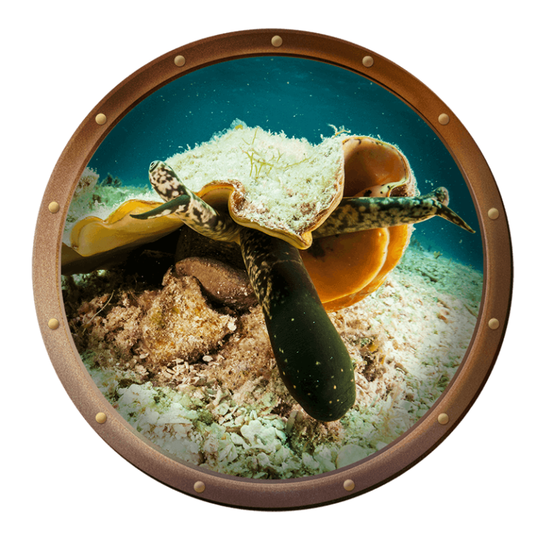 queen conch proboscis