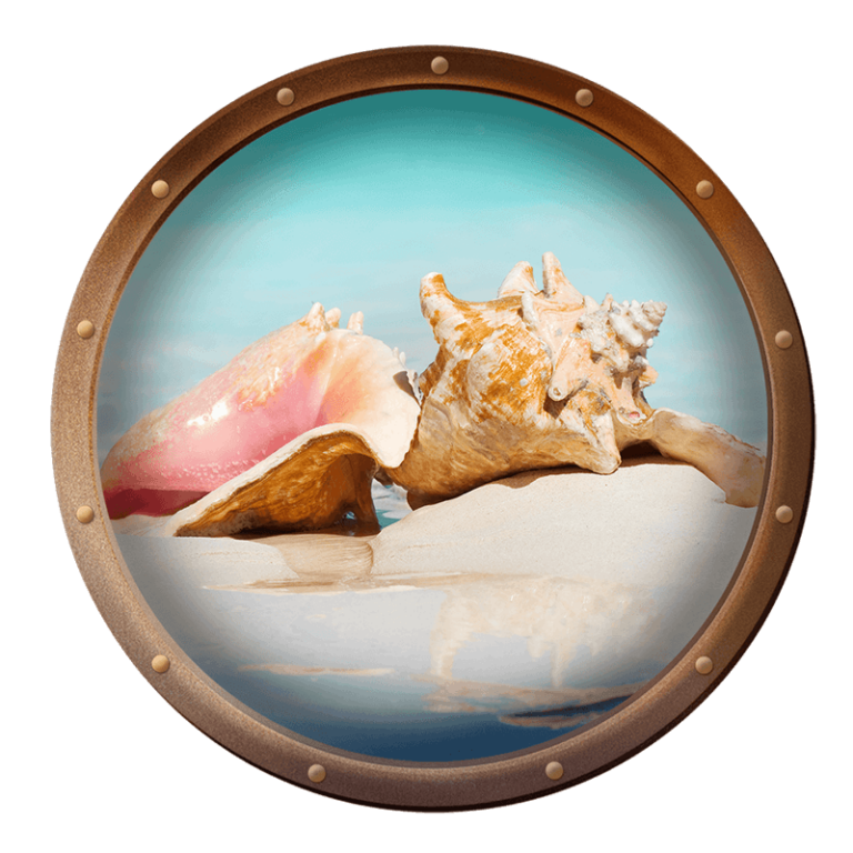 photo of a queen conch shell