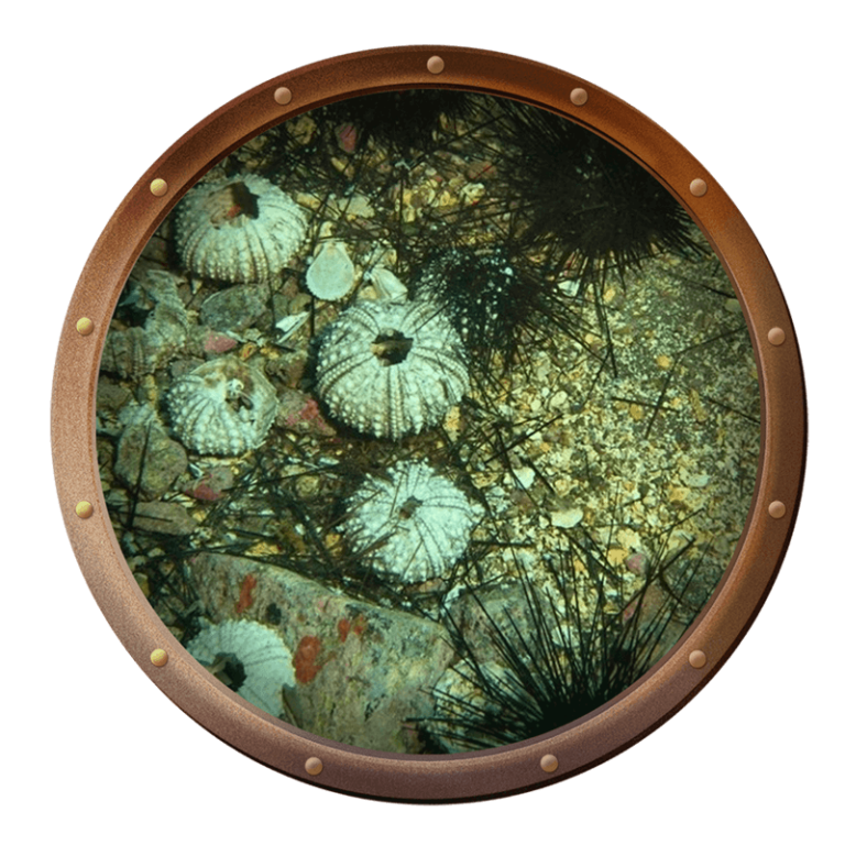 sea urchins in the bottom of the ocean