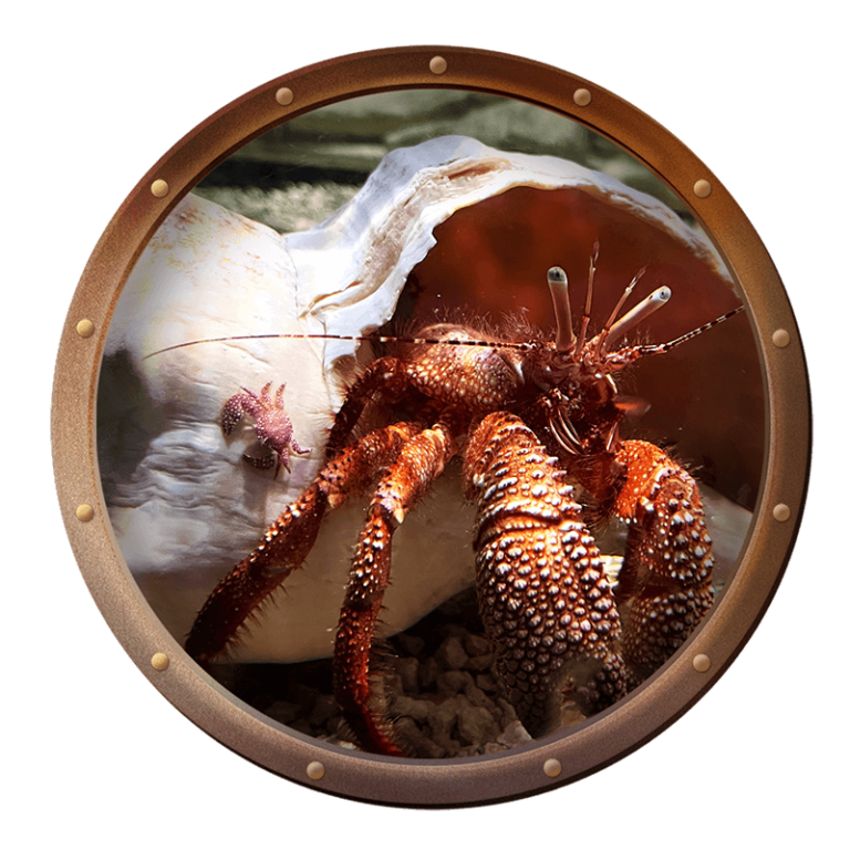 Spotted porcelain crab, Porcellana sayana, on the shell of a giant hermit crab, Petrochirus diogenes, at the Key West Aquarium