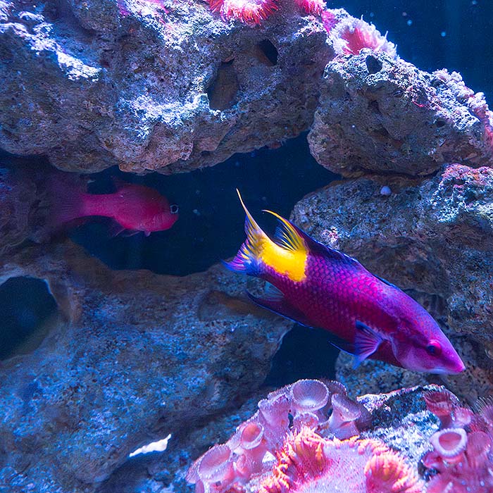 flamefish and spotfin at Key West Aquarium