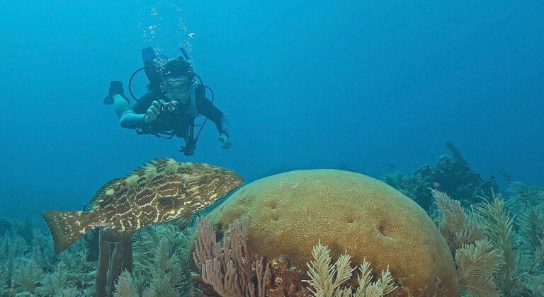 scuba diver in Florida