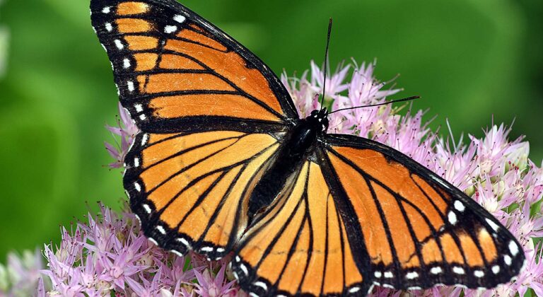 Key West butterfly