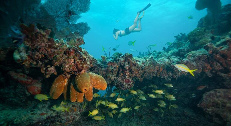 woman snorkeling in the keys