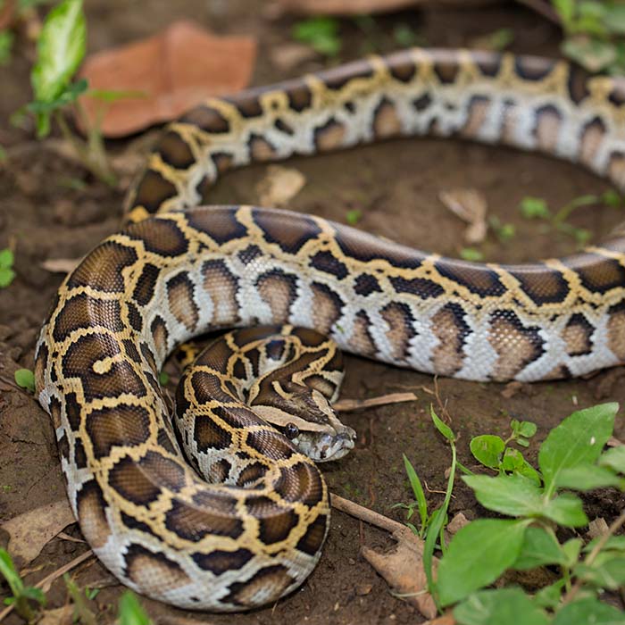 Burmese Python