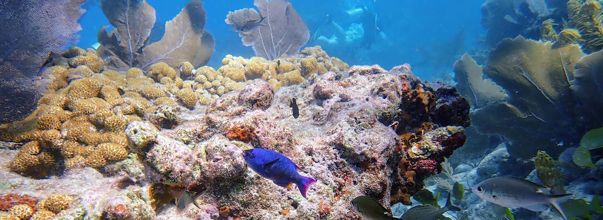 coral reef florida keys