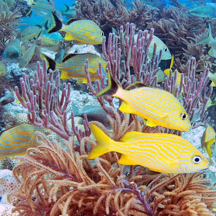 Florida Keys coral reef