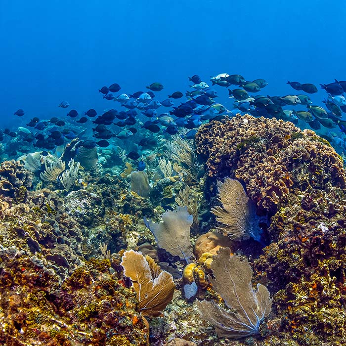 Atlantic blue tang swimming over Florida reef