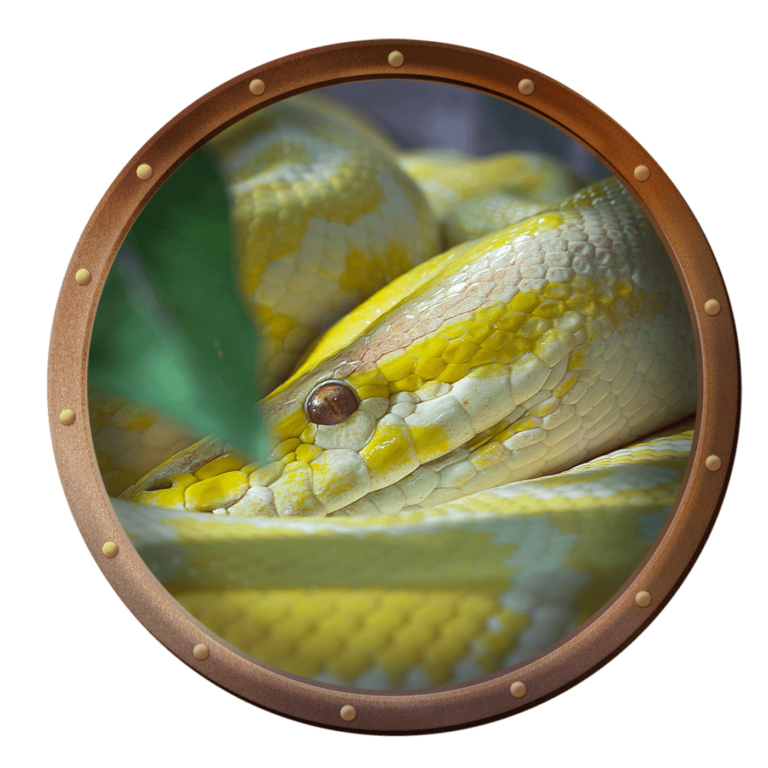 Golden Thai Python