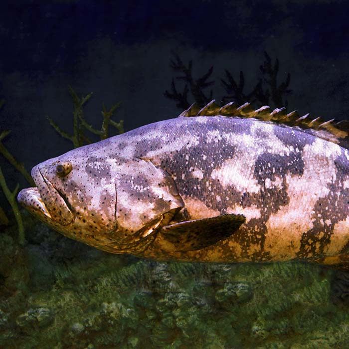 goliath grouper