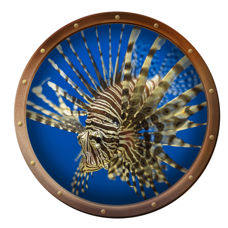 lionfish