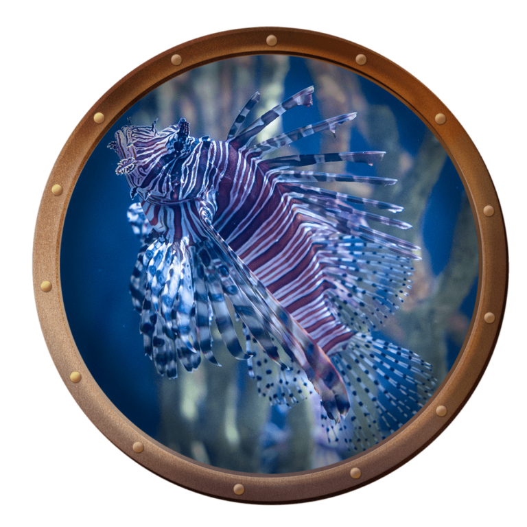 lionfish swimming up