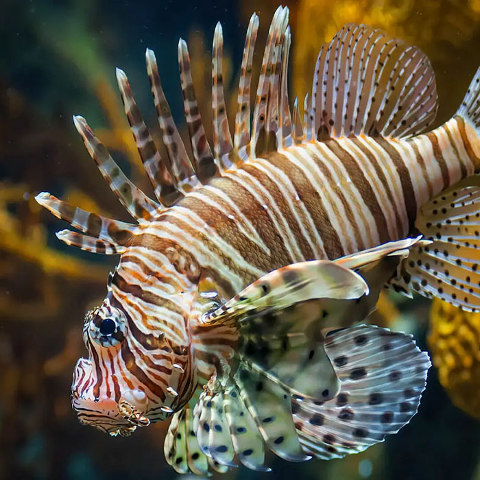 lionfish