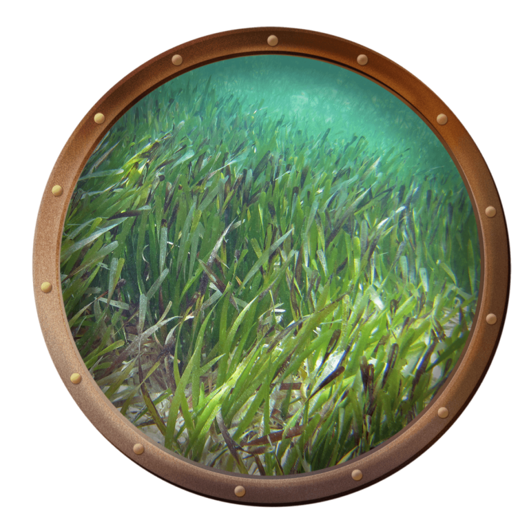 seagrass