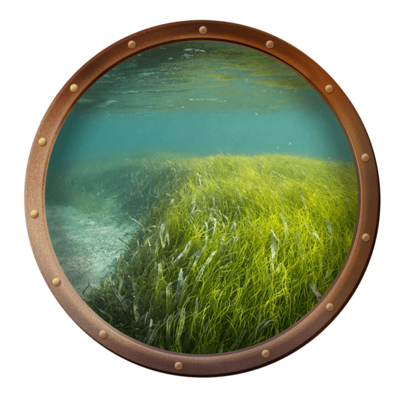 seagrass