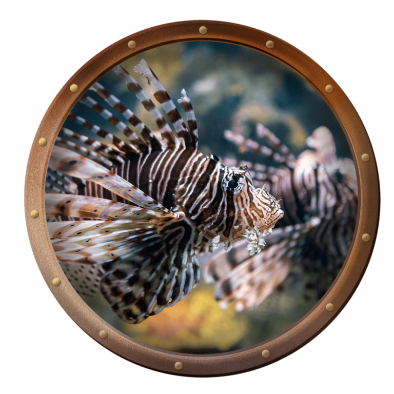 two lionfish