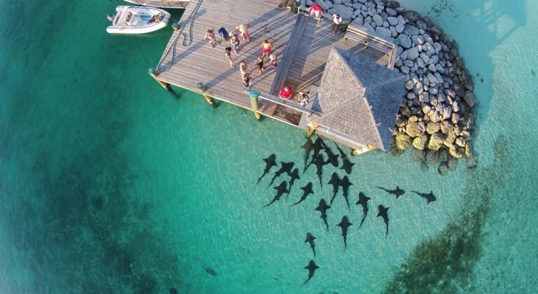 aerie view of nurse sharks in the ocean and people standing on pier