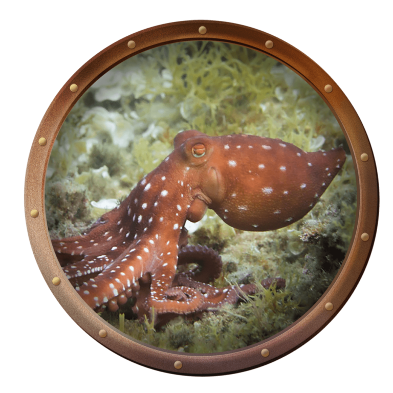 Atlantic White-Spotted Octopus