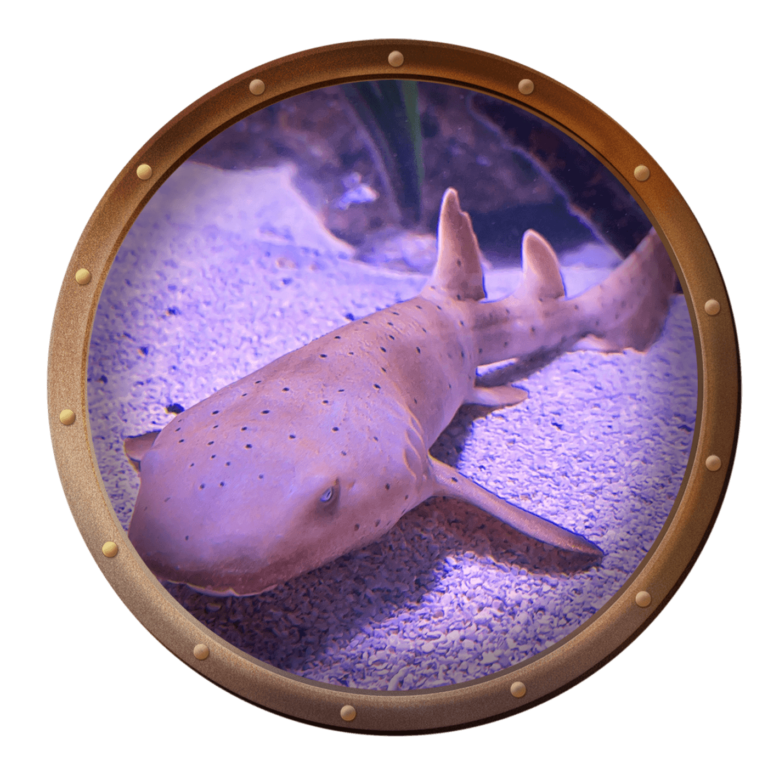 baby nurse shark