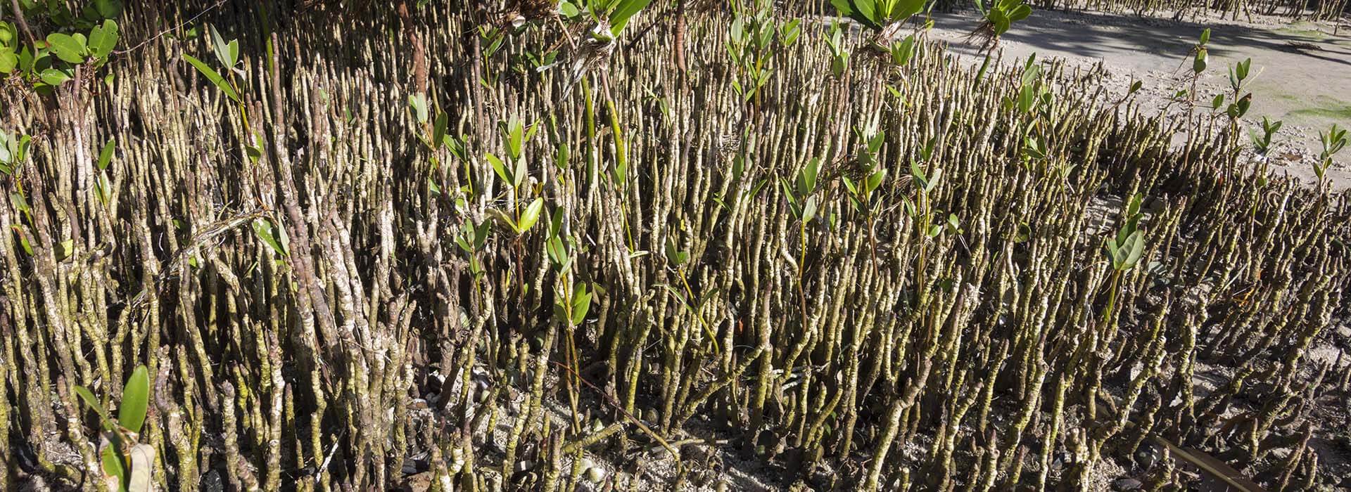 black mangroves