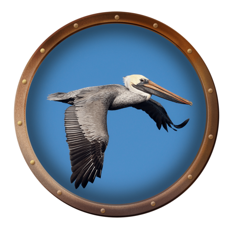 brown pelican