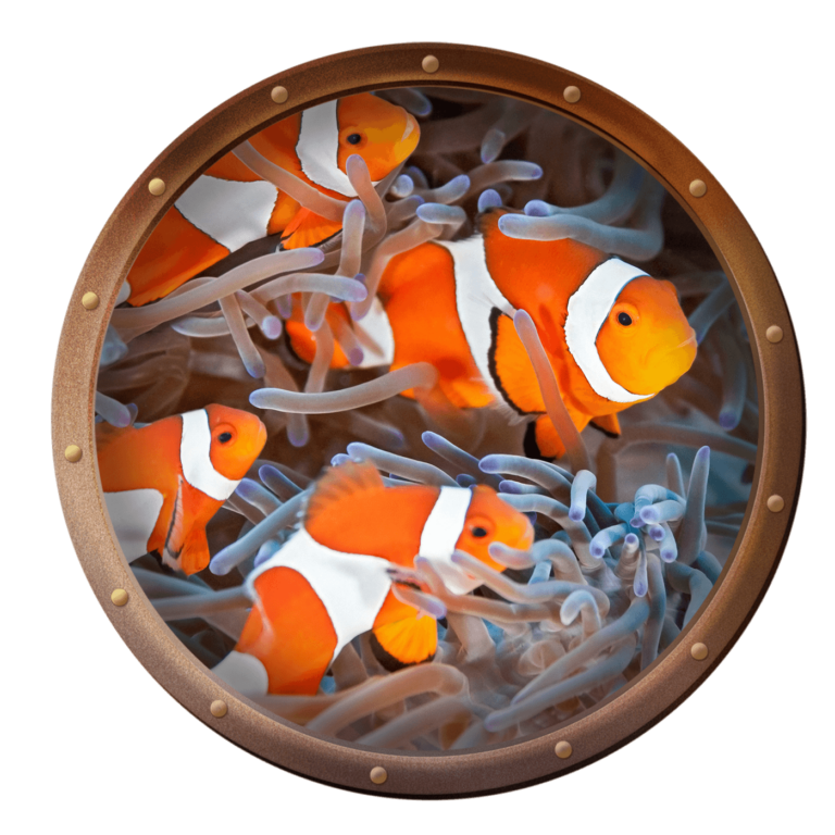 group of clownfish