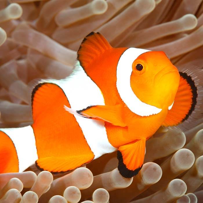 clownfish