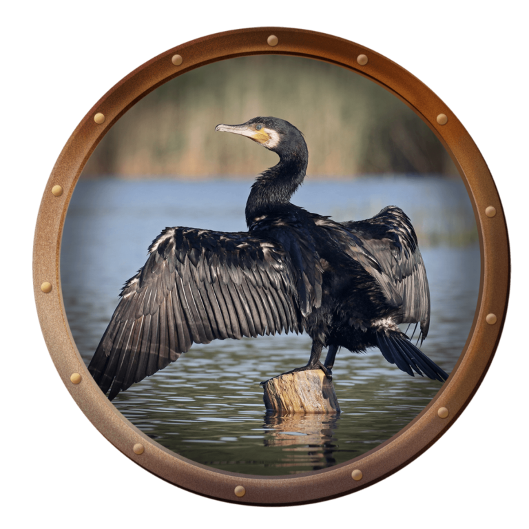 cormorant