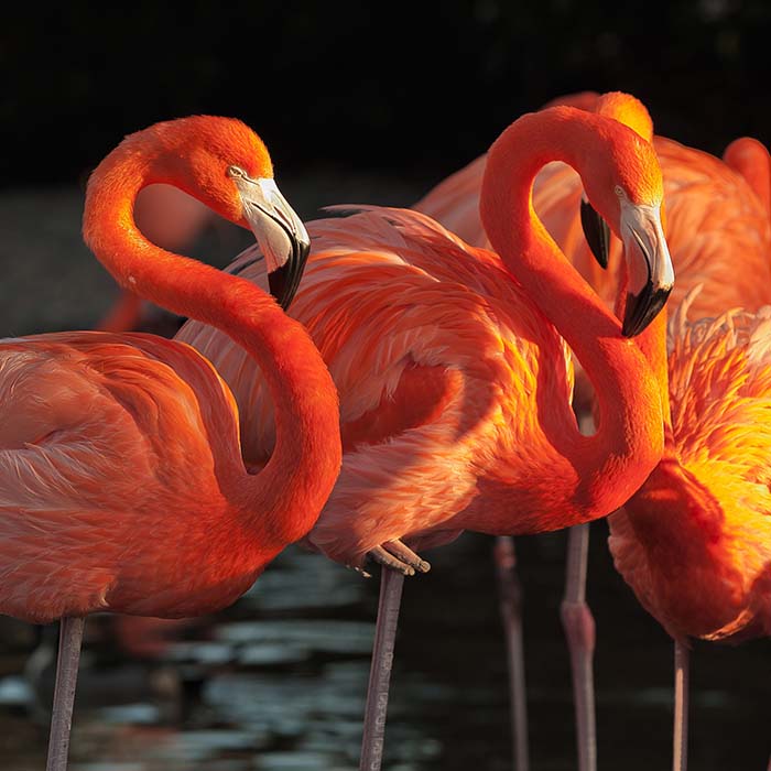 flamingos