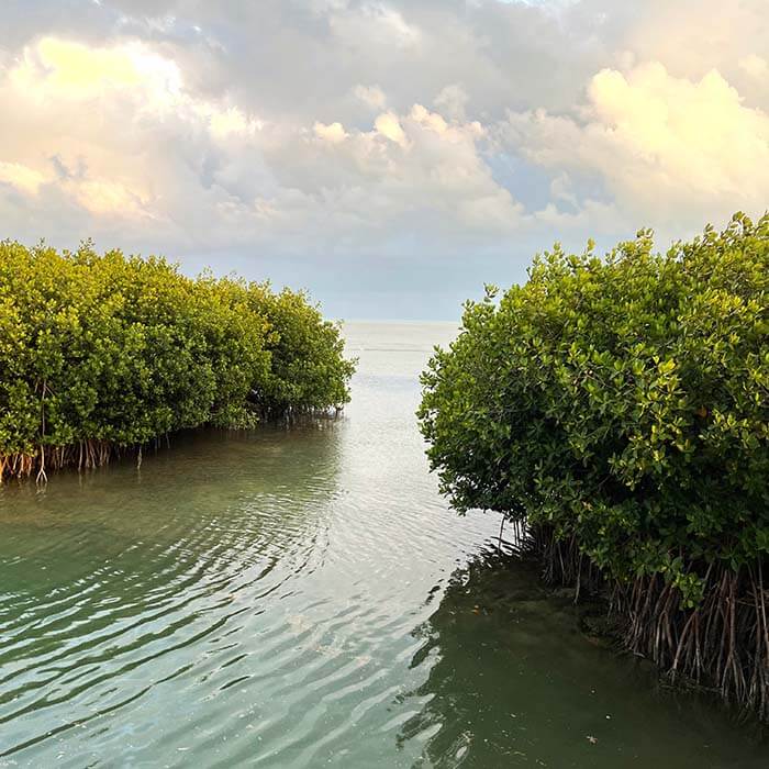 Florida Keys mangroves