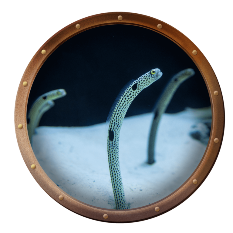 garden eel