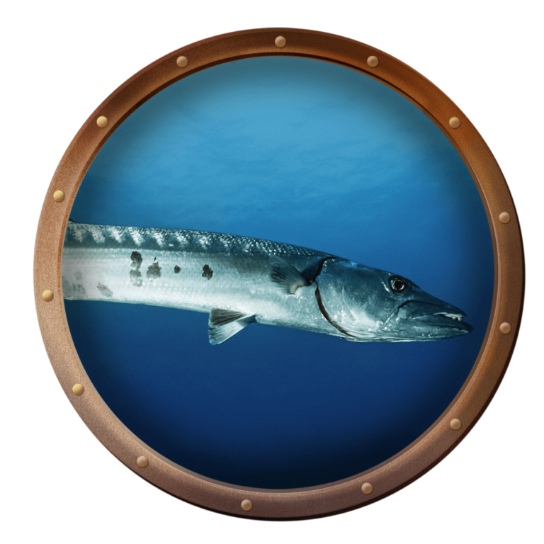 great barracuda fish