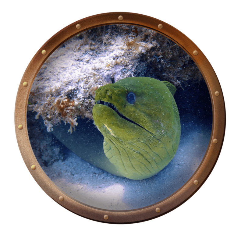 green moray eel