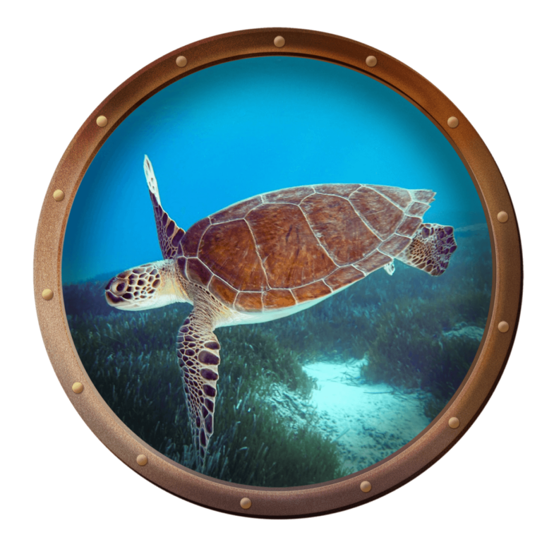 green sea turtle