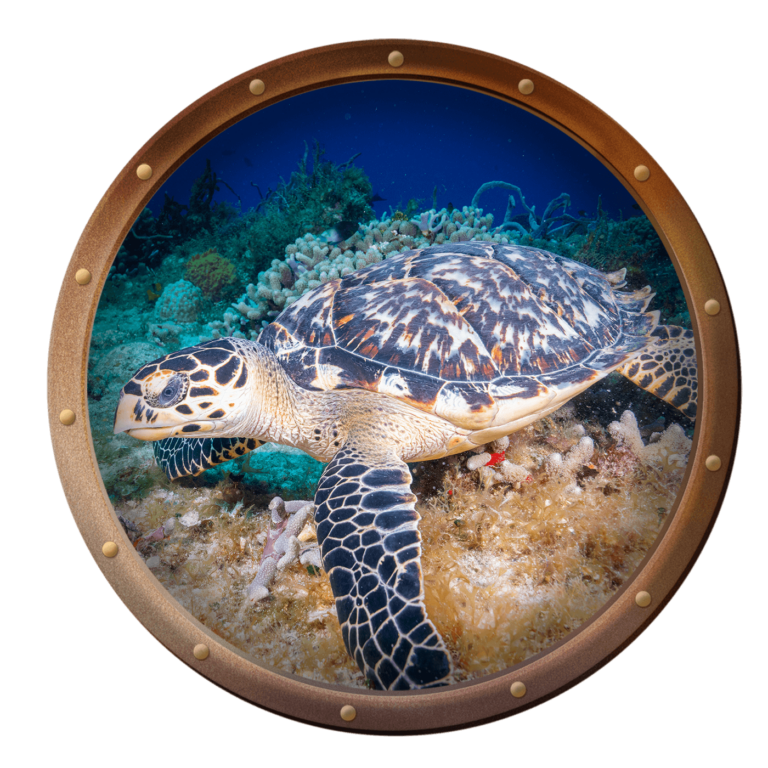 Hawksbill Sea Turtle