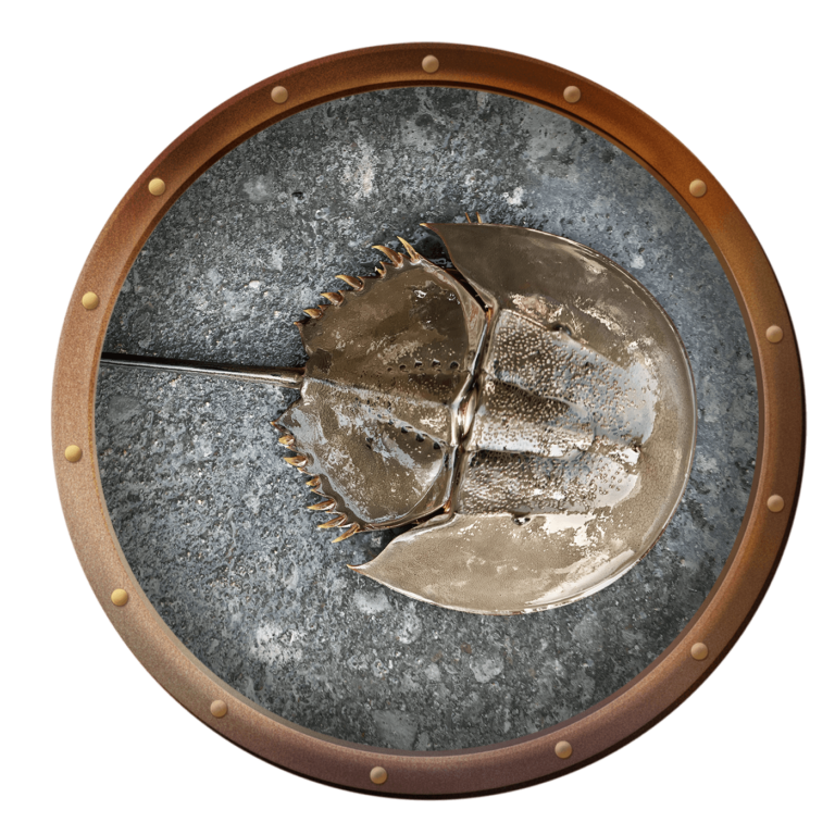 horseshoe crab