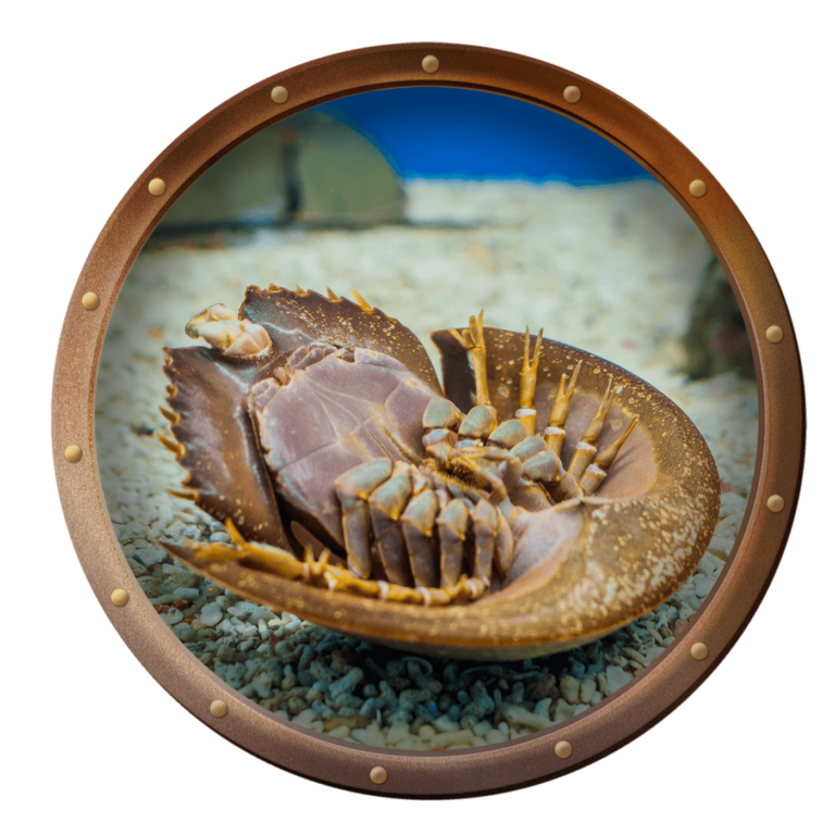 horseshoe crab