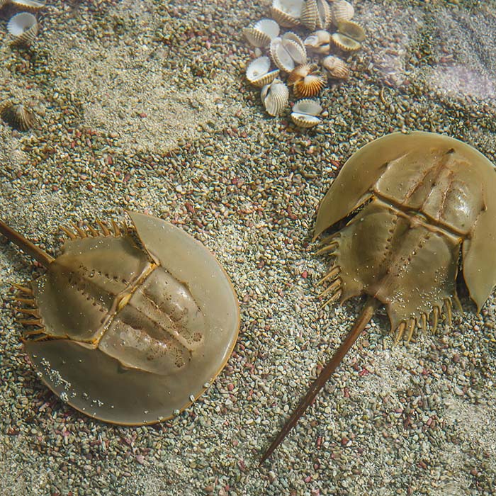 horseshoe crabs