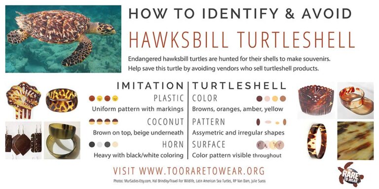 how to identify hawksbill turtle shell