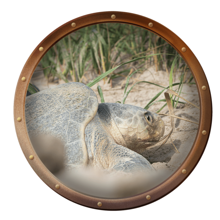 Kemp's Ridley Sea Turtle