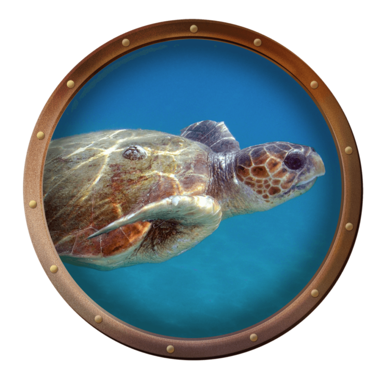 Loggerhead Sea Turtle