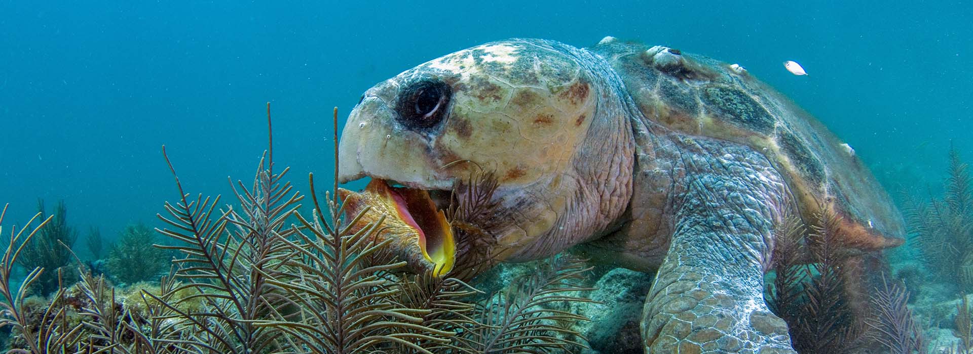 loggerhead turtle eating